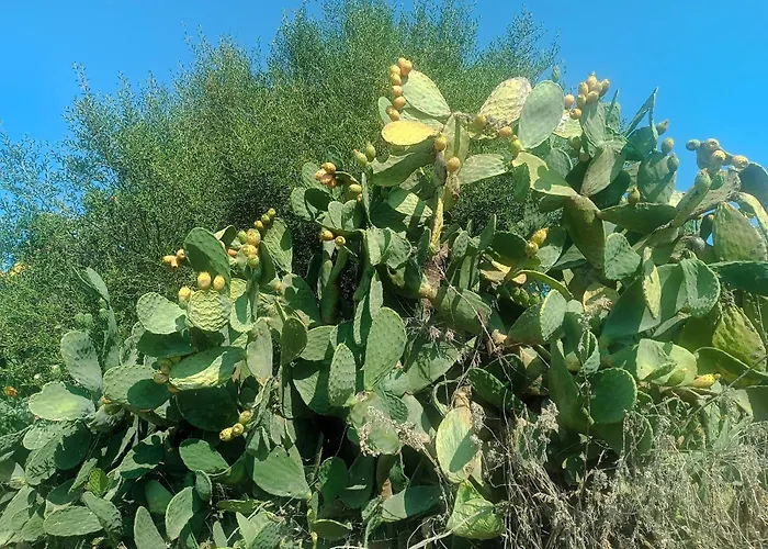 公寓 Affittimoderni - Cavalluccio Marino *